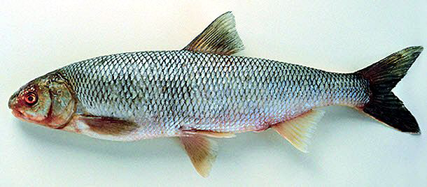 Iberochondrostoma lemmingii_02.jpg